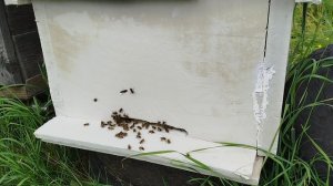 Выход роя пчëл строго по графику.