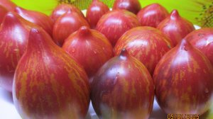 Дегустирую томаты-новинки 2025 года. Сорт Клубничный водопад полосатый Софии Сааковой.  №467.