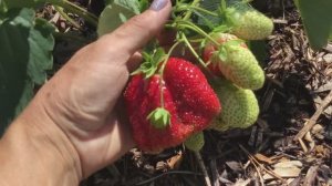 Обзор клубники сорта Гигантелла #клубника #обзор #Верадача