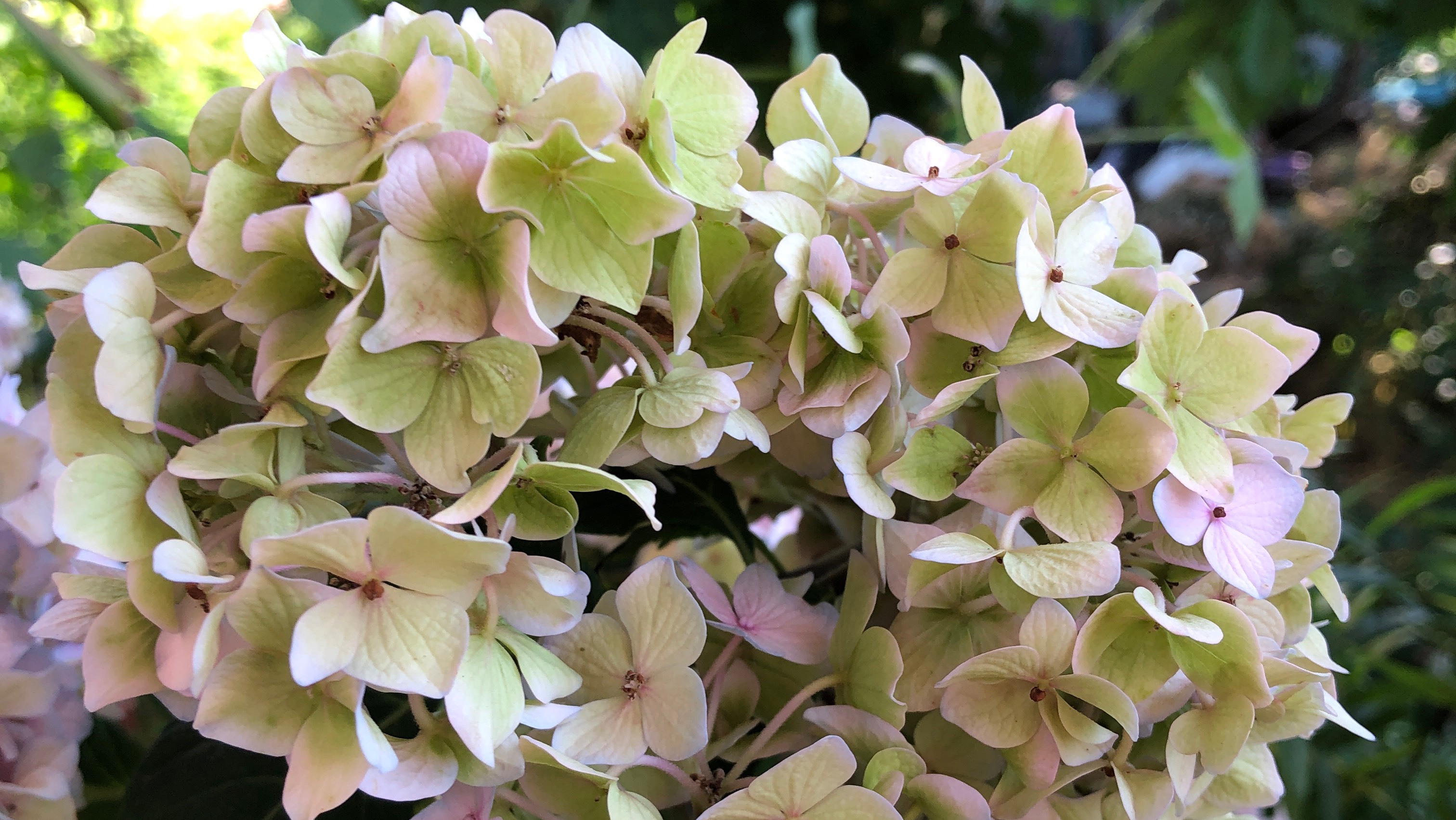 Обрезаем соцветия крупнолиственной гортензии правильно смотреть онлайн