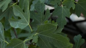 Инжир саженцы в ассортименте Ростов-на-Дону - Small Garden's - 06.07.2025г.