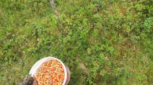 В лес с детьми на вездеходе. Сезон морошки.