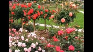 Штамбовые розы в вашем саду🏡