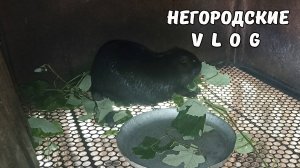 НУТРИИ едят виноградные лозы. Теплица - Сад -Огород. 30.06.25