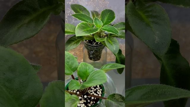 Влог . Фиалки у Алисы 💖. смотреть онлайн