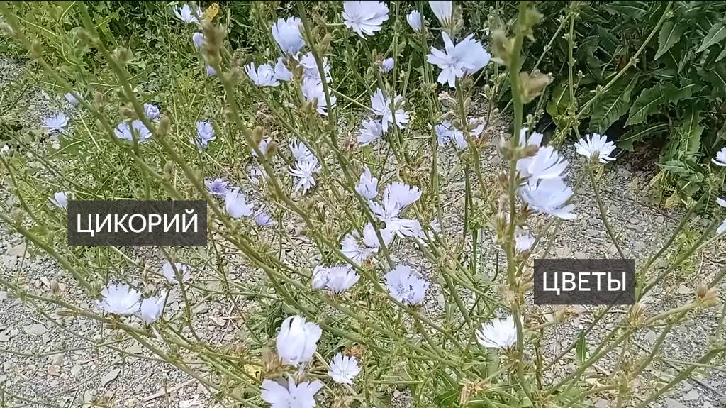 Цветы. Цикорий. Красивые полезные цветы. Большая голубая красота. Видео. Лето. Красивые цветы смотреть онлайн