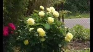 Не превзойденные пионы в дизайне сада🙌