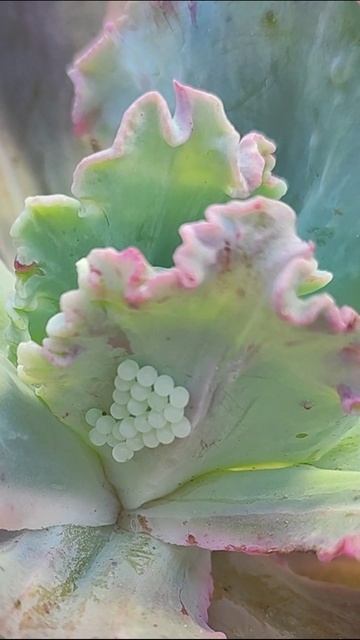 Минусы уличного содержания суккулентов. Впечатлительным не смотреть)) смотреть онлайн