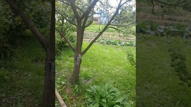 Мини сад и огород в июле 2025.mp4 смотреть онлайн