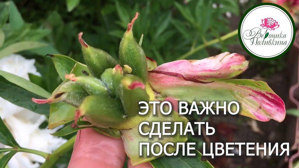 Уход за растениями, которые уже отцвели смотреть онлайн