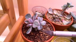 Как снять детку суккулента с пенька