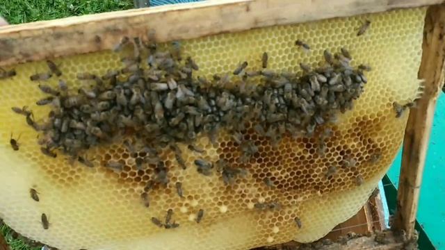 Зоотехнический метод борьбы с клещом. смотреть онлайн