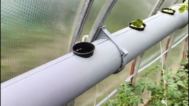 Гидропоника своими руками