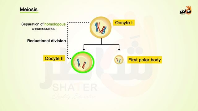 Oogenesis + Fertilization video смотреть онлайн