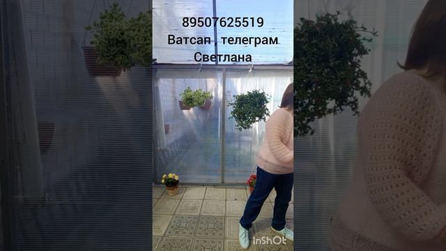 Пуховые ажурные цветные кофточки и паутинки. смотреть онлайн