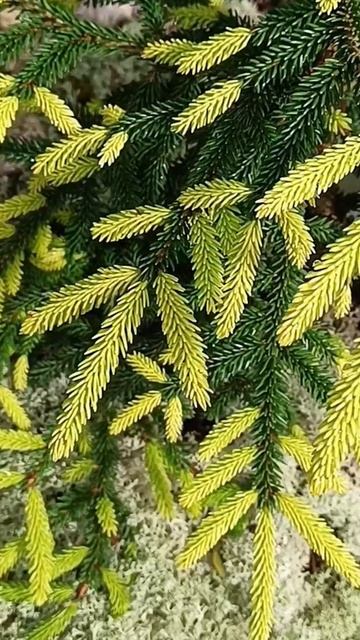 Ель восточная Саммерголд ( Picea orientalis Sammergold ). смотреть онлайн
