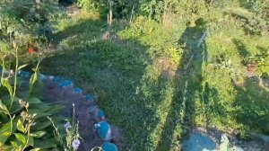 Привет с дачи/НАШИ 6 соток☀️☺️🌺