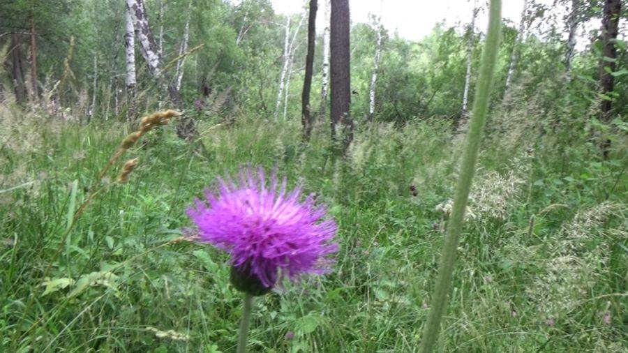 🌸🍃Приглашаю вас прогуляться со мной по Рефтинскому лесуツ Пойдем?ツ💕6 июля смотреть онлайн