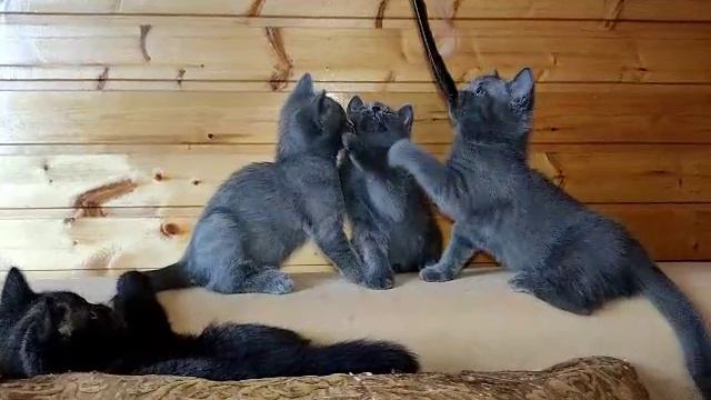 котята июль 2025 Василиса♥️британец