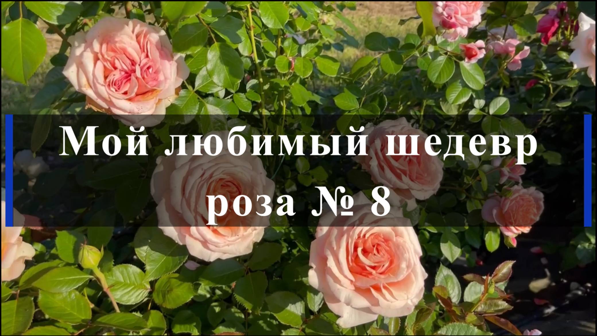 Мой любимый шедевр - роза № 8 смотреть онлайн