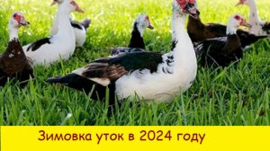 Зимовка  индоуток  2024 году