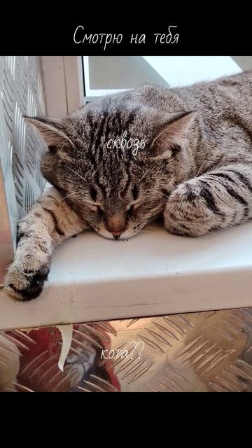 Кот смотреть онлайн