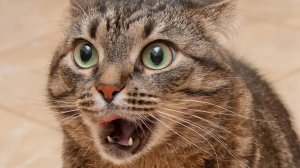 СМЕШНЫЕ ВИДЕОПРИКОЛЫ |Смешные видео с животными | Я РЖАЛ ДО СЛЕЗ|ПОДБОРКА ПРИКОЛОВ С ЖИВОТНЫМИ