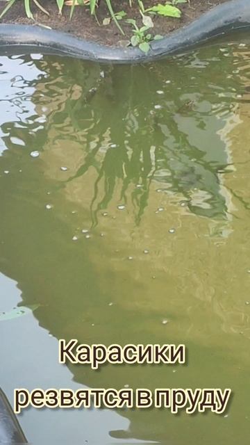 караси в пруду