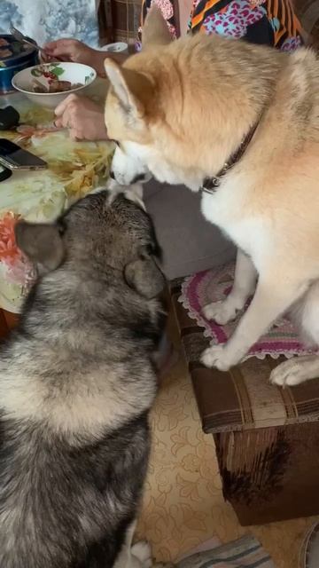 От ненависти до любви #хаски #щенок #собака #домашниеживотные #БрюликиЛиска #dog смотреть онлайн