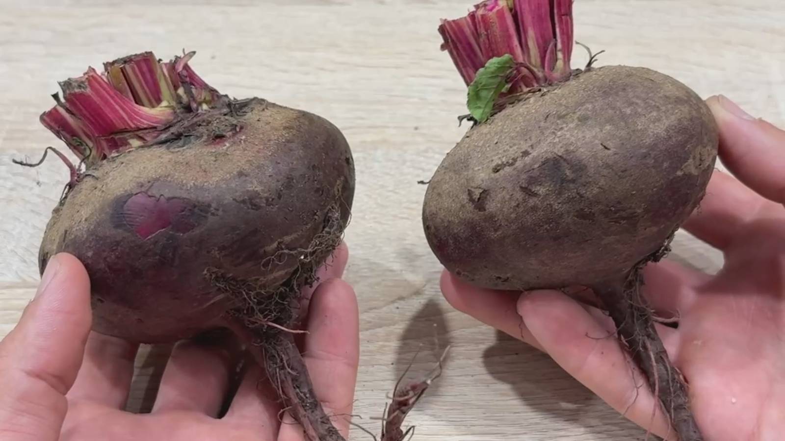 Рецепт на МИЛЛИОН. Готовим ведрами, едим ложками! Так СВЕКЛУ вы еще не пробовали смотреть онлайн