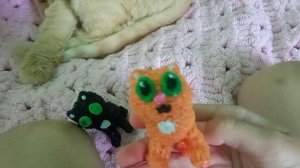 Обзор на кошек, по имени Моня и Сафира.