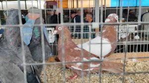 6.07.2025г ст.Бронницы ч.1