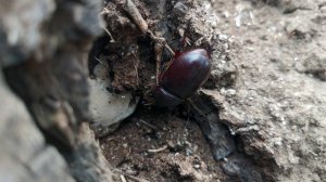 Майский жук