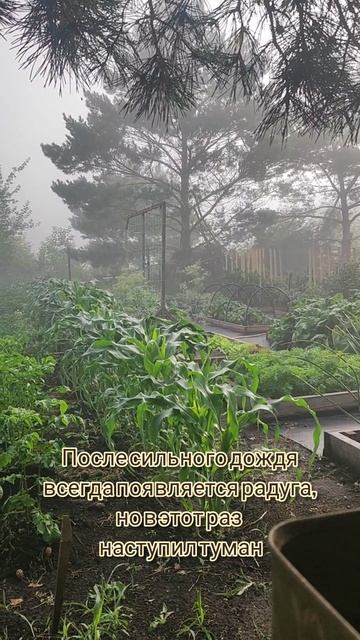 дождливый день