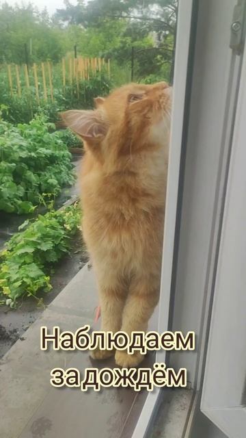 мы с котом наблюдаем за дождём