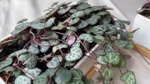 Как вырастить красивую Церопегию Вуда (Ceropegia woodii)