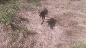 Пёс 5 серия 5.6.7 сезон