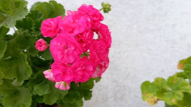 герани Византия, Коралловый риф, Розалинда, Настасья Филипповна, Персиковый авантюрин