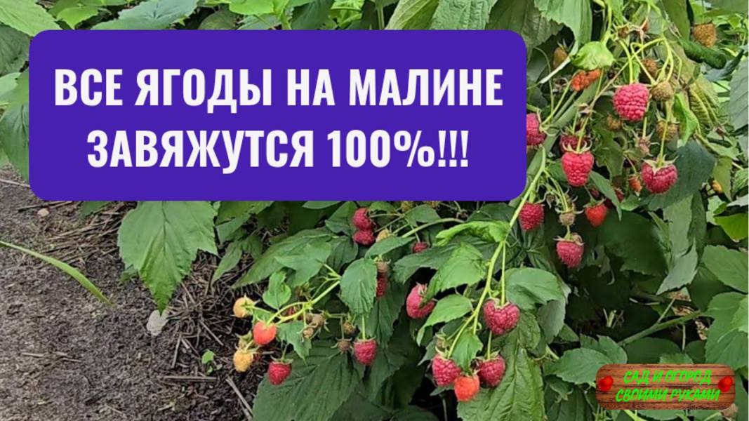 Самая важная подкормка ремонтантной малины летом (реально работает)! смотреть онлайн