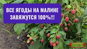 Самая важная подкормка ремонтантной малины летом (реально работает)!