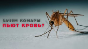 Невероятные факты о комарах, которые вас удивят!