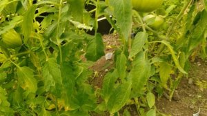 07.07.25 лето возвращается. Снова сажаю