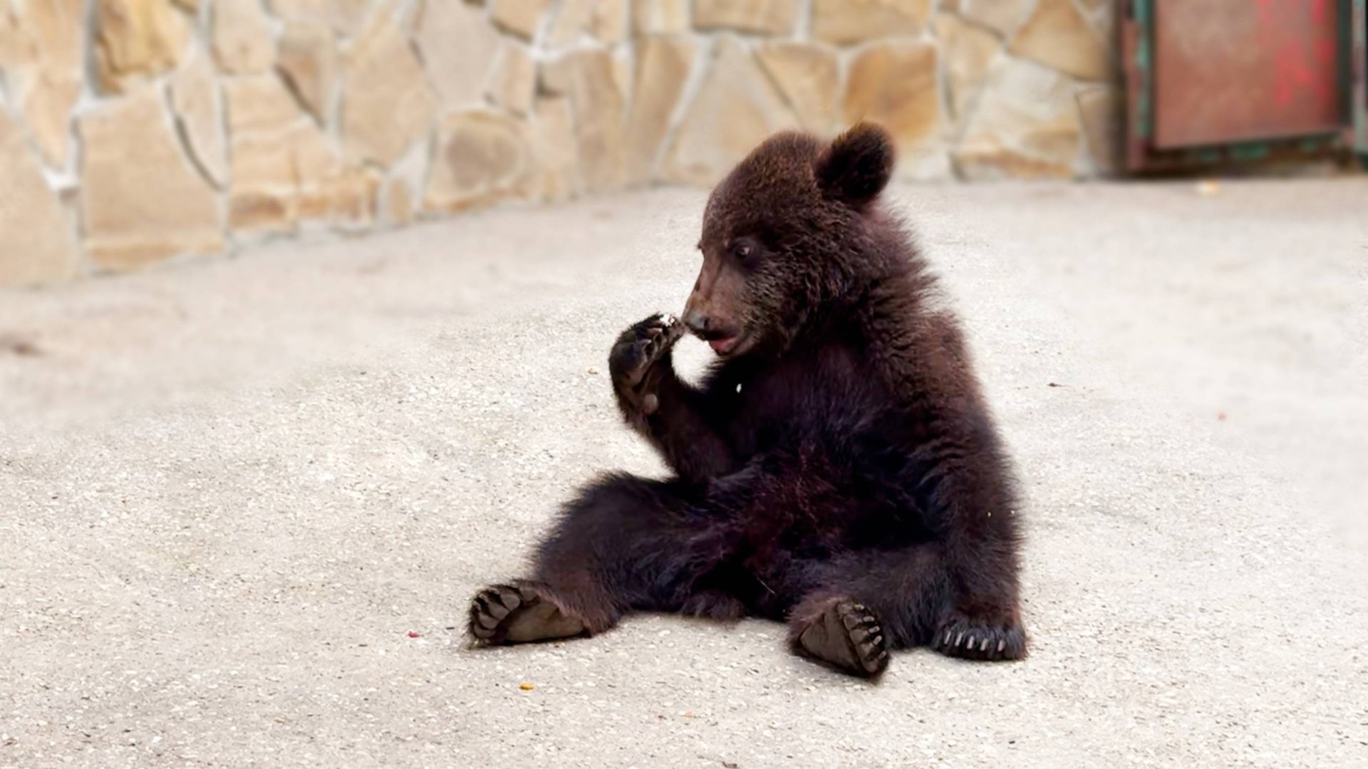 Это не медведи - ПЧЕЛИНЫЙ РОЙ! Блондин предпочитает апельсины, Бурый - огурцы, Топа и Кнопа - плюшки смотреть онлайн