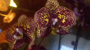 Обзор моих Орхидей из Семян,  по просьбе зрителей