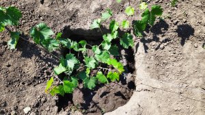 Уход за молодыми саженцами винограда, для начинающих