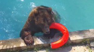 Медведь Мансур одержал победу над спасательным кругом 🐻🛟