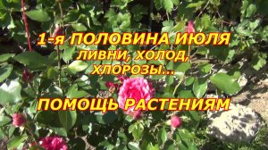 1-я половина июля. Как помочь саду и винограду