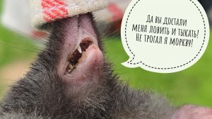 День без интернета. Кошка Морошка опять принесла крота. Кто жрёт мои лилии? Скворечник снова занят