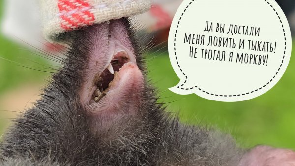 День без интернета. Кошка Морошка опять принесла крота. Кто жрёт мои лилии? Скворечник снова занят