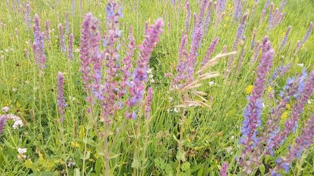 Отдых для глаз. Красота природы. Пруд